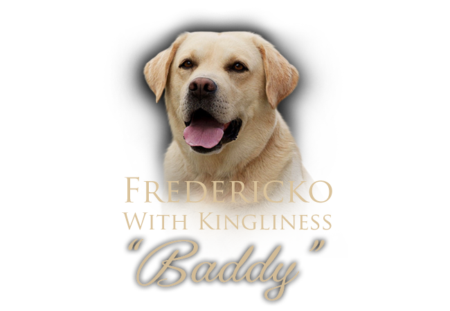 Labradorský retriever Fredericko With Kingliness
