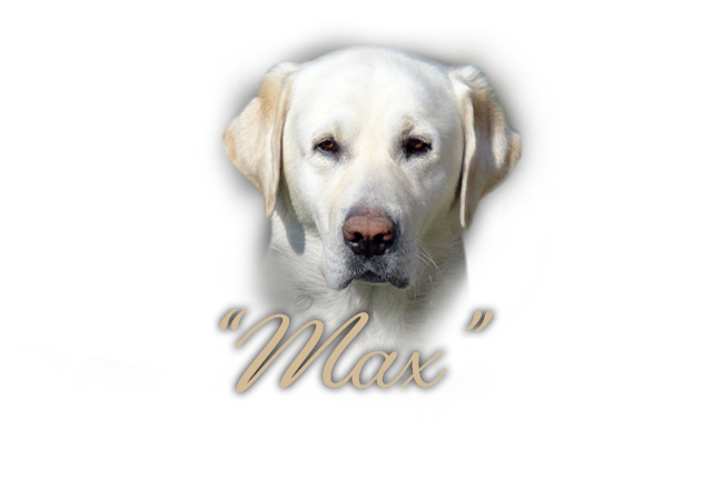 Labradorský retriever Max